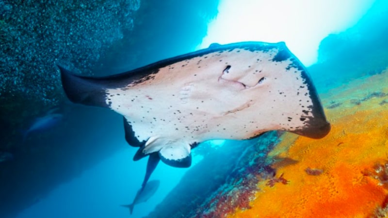 Come and experience a once in a lifetime dive at one of the worlds top 10 dive spots, The Poor Knights Islands, with the regions premier dive operator Dive! Tutukaka for an unbelievable underwater world experience!